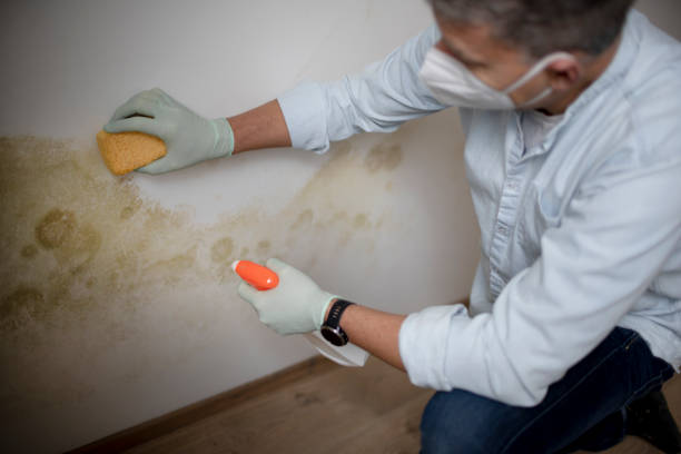 Professional Mold Removal in Lafayette, IN