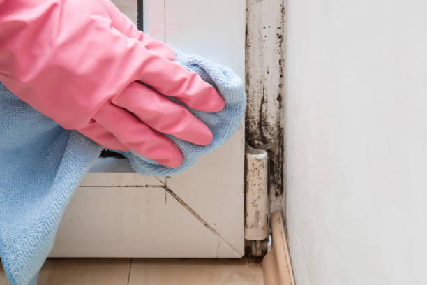 Mold Testing and Removal in Lafayette, IN